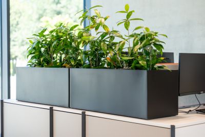 Gezielt eingesetzte Pflanzen werten den Arbeitsplatz noch einmal zusätzlich auf